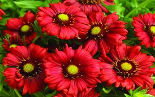 Kokarda “Mesa Red” v črepníku 2L  výška 20/40 cm Gaillardia grandiflora