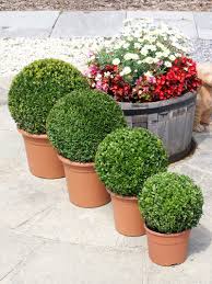 Krušpán vždyzelený Guľa 20 cm priemer, v črepníku Buxus sempervirens topiary ball