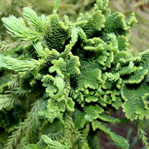 Kryptoméria japonská Cristata (Japonský céder) 40/60 cm, v črepníku Cryptomeria Japonica Cristata