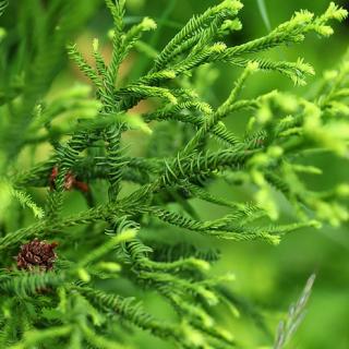 Kryptomeria japonska “Rasen” v črepníku 5L výška 80/100 cm Cryptomeria Japonica