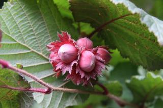 Lieska purpurová Rotblättrige Zellernus - lieskový orech, v črepníku Corylus avellana Rotblättrige Zellernus