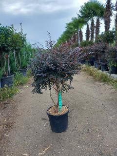 Loropetalum čínske, multikmeň, výška 100/125 cm, v črepníku Loropetalum chinensis