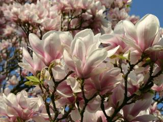 Magnólia Soulangeana, výška 100/120 cm, v črepníku 10l Magnolia soulangeana