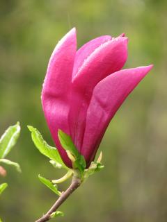 Magnólia Susan veľkokvetá 40/60 cm, v črepníku Magnolia Susan