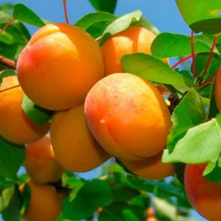 Marhuľa Early Orange, v črepníku 5l, výška 180/200 cm, už rodiaca, podpník Alycza Prunus Armeniana Early Orange