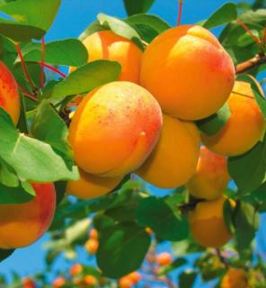 Marhuľa neskorá HARLAYNE už rodiaca výška 180/220 cm, podpníik Alycza v črepníku Prunus armeniaca HARLAYNE