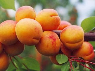 Marhuľa poloskorá HARCOT už rodiaca výška 180/220 cm, podpníik Alycza v črepníku 7,5l Prunus armeniaca Harcot