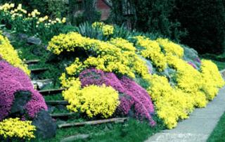 Materina dúška citrónová (liečivá), v črepníku Thymus citriodorus Mystic Lemon