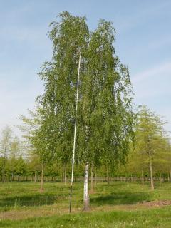 MEGA AKCIA! Breza previsnutá Pendula 140/160 cm, v črepníku 5l Betula pendula