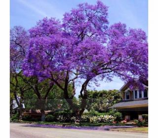 MEGA AKCIA! Paulovnia (strom šťastia) 180/200 cm, v črepníku Paulownia tomentosa, Paulownia Imperialis