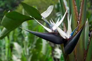 MEGA AKCIA ! Strelícia Nikolaj, výška 100/120 cm, v črepníku Strelitzia Nicolai