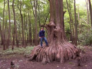 Metasekvoja čínska (praveký mamutí strom) 180/220 cm, v črepníku Metasequoia glyptostroboides