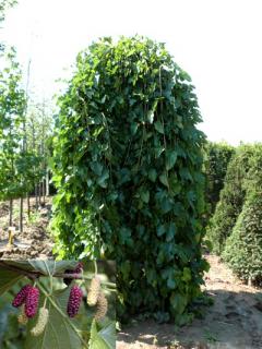 Moruša biela pendula 140/150 cm, v črepníku Morus alba