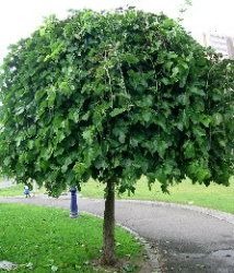 Moruša biela pendula na kmienku 180/200 cm, v črepníku Morus alba pendula