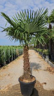 Mrazuvzdorná palma Chamaerops Excelsa, na kmienku 100/120 cm, celková výška 220/250 cm, v črepníku 45l Trachycarpus fortunei