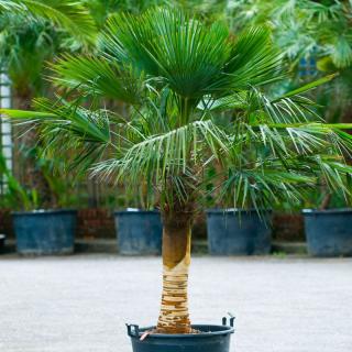 Mrazuvzdorná palma na kmienku 40/60cm, celková výška 150/160 cm, v črepníku Trachycarpus fortunei