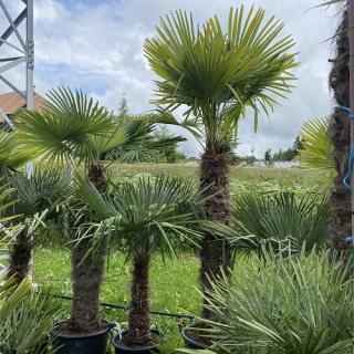 Mrazuvzdorná palma na kmienku 50/60 cm, celková výška 120/140 cm, v črepníku Trachycarpus fortunei