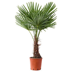 Mrazuvzdorná palma, výška 20/40 cm, v črepníku Trachycarpus fortunei