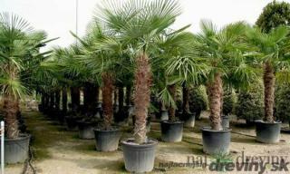 Mrazuvzdorná palma výška kmienka 20/30 cm, celková výška 100/120 cm, v črepníku Trachycarpus fortunei