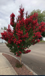 Myrta krepová červená 20/40 cm, v črepníku Lagerstroemia indica