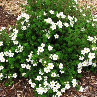 Nátržník krovitý Abbotswood, výška 20/40 cm, v črepníku Potentilla fruticosa Abbotswood