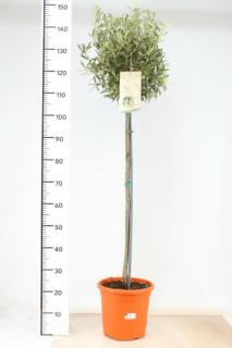 Olivovník na kmienku 150/170 cm , v črepníku Olea europaea