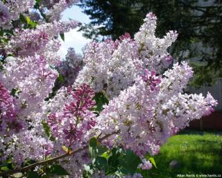 Orgován Krasavitsa Moskvy, výška 30/60 cm, v črepníku 3l Syringa vulgaris Krasavitsa Moskvy