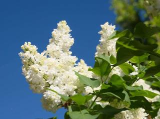 Orgován Mme Lemonie, výška 30/50 cm, v črepníku Syringa vulgaris Mme Lemonie