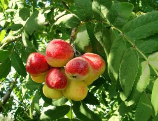 Oskoruša (Jarabina oskorušová)- ohrozený druh 200/220 cm, obvod kmienku 6/8 cm, v črepníku Sorbus domestica