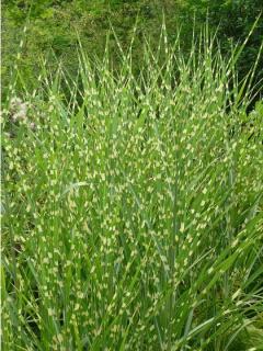 Ozdobnica čínska Stricta, výška 80/120 cm, v črepníku 5l Miscanthus Sinensis Stricta