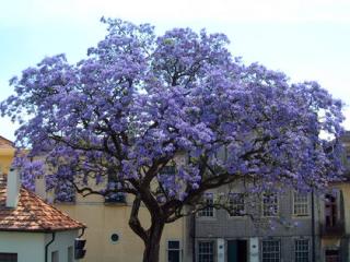 Paulovnia (strom šťastia), výška 60/80 cm, v črepníku 5l Paulownia tomentosa