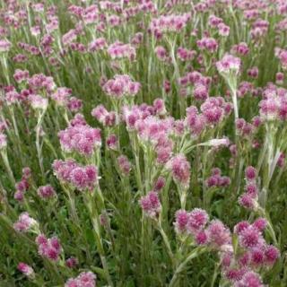 Plešivec dvojdomý Rubra, v črepníku P9, 10/15 cm Antennaria dioica Rubra