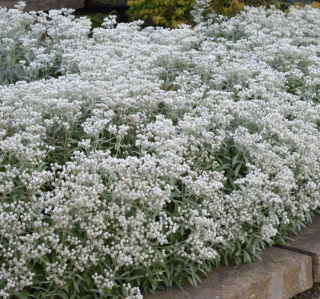 Plesňulka trojžilná, v črepníku P9, 10/15 cm Anaphalis triplinervis Sommerschnee