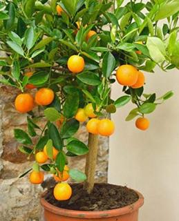 Pomarančovnik štepený Orangin 50/60 cm, v črepníku Citrus sinensis
