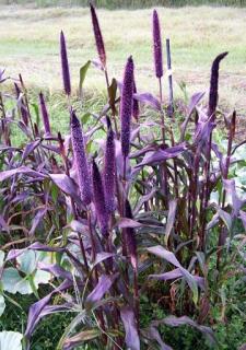 Proso perlové Redbraun, výška 10/15 cm, v črepníku P9 Pennisetum gleucum RedBraun