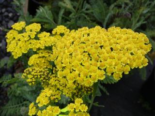 Rebríček obyčajný Moonshine, v črepníku P9, 10/15 cm Achillea millefolium Moonshine