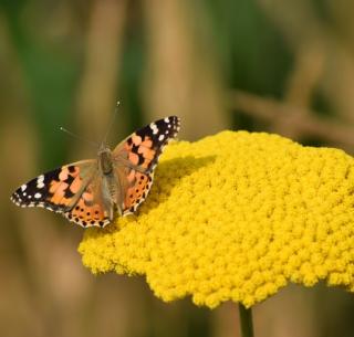 Rebríček Taygetea, v črepníku P9, 10/15 cm Achillea Taygetea