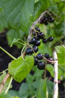 Ríbezľa čierna kmienková TITANIA, v črepníku Ribes rubrum TITANIA