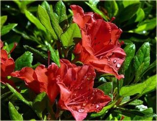 Rododendrón Gibraltar, v črepníku 25/35 cm Rhododendron Gibraltar