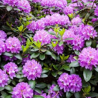 Rododendrón Marcel Menard, výška 50/60 cm, v črepníku 10l Rhododendron Marcel Menard