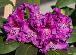 Rododendrón Rasputin, výška 20/30 cm, v črepníku 5l Rhododendron ‘Rasputin‘