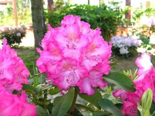 Rododendrón ‘Sternzauber‘, výška 25/+ cm, v črepníku 4l Rhododendron ‘Sternzauber‘