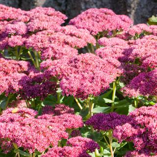 Rozchodník velký ‘Herbstfreude‘, výška 20/+ cm, v črepníku 3l Sedum ‘Herbstfreude‘