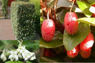 Ruská oliva (hlošina ebbingeova), výška 50/70 cm, v črepníku Elaeagnus (Eleagnus) ebbingei