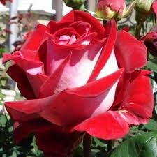 Ruža Alleluja, v črepníku Rose Alleluja