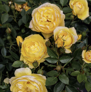 Ruža Golden Sun v črepníku výška 20/40 cm Rosa Golden sun