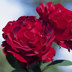 Ruža Homage u Barbara, v črepníku Rose Homage u Barbara