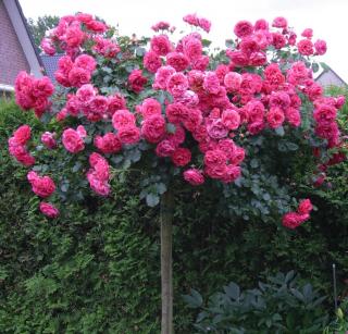 Ruža na kmienku ROSARIUM UETERSEN ‘Kortersen‘ - ružová, výška kmienku 90/110cm , v črepníku 7l Rosa ROSARIUM UETERSEN ‘Kortersen‘