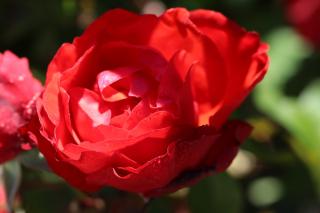 Ruža Satchmo, v črepníku Rose Stachmo