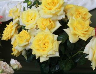 Ruža veľkokvetá Belorina, v črepníku Rose Belorina
